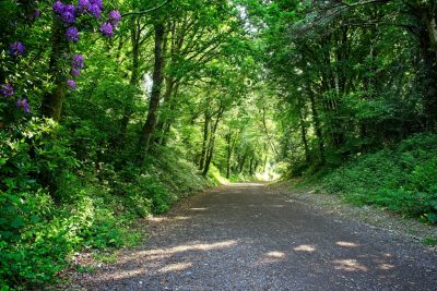 Camel Trail in Bodmin